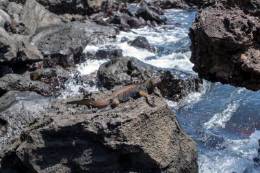 Bir deniz iguanası, San Cristobal Adası kıyı şeridi Galapagos, Ekvador 'daki kayalıklarda dinlenerek güneşli günün tadını çıkarıyor.