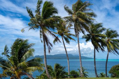 Ön planda palmiye ağaçları olan Raiatea Adası 'nın nefes kesici bir görüntüsü, Fransız Polinezyası' ndaki Tahaa 'dan çekilmiş, sakin bir tropikal manzara sunuyor.