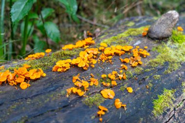 Parlak turuncu mantar kümeleri nemli bir ormanda yosun kaplı bir kütükte yetişir. Küçük mantarlar, çürüyen yapraklar ve organik maddelerle çevrili karanlık ahşap ile tezat oluşturarak, doğanın döngüsünü ve çürümesini vurguluyor.