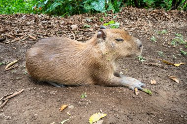 Cuyabeno Rezervi 'nin yemyeşil bahçesinde dinlenen bir Capybara. Ekvador Amazon' unda, tropikal bitkiler ve kuru yapraklarla çevrili.