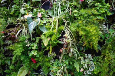 Bu dikey bahçe çeşitli yeşil bitkilerle çevrili kırmızı anthurium çiçeklerine ev sahipliği yapar ve verimli ve canlı bir tropikal çevre yaratır.