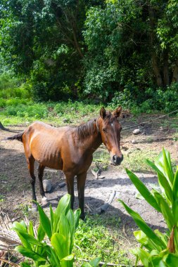 Kahverengi bir at, Nuku Hiva, Marquesas Adaları, Fransız Polinezyası 'nda Hindistan cevizi ve yemyeşil yemliklerle çevrili uzak bir doğal ortamda Hindistan cevizi ağaçlarının arasında duruyor.