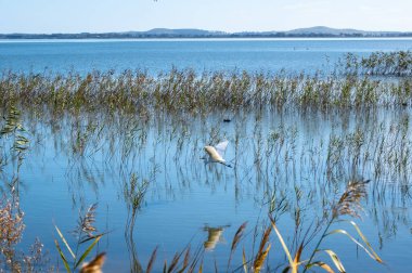 Tüylü bir balıkçıl nazikçe Colac Gölü 'nün yüzeyinden yükselir, Victoria, Avustralya. Yansıması, altın sazlıkların yakınındaki sakin gölde belirir.