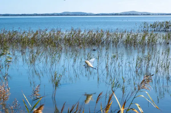 Tüylü bir balıkçıl nazikçe Colac Gölü 'nün yüzeyinden yükselir, Victoria, Avustralya. Yansıması, altın sazlıkların yakınındaki sakin gölde belirir.
