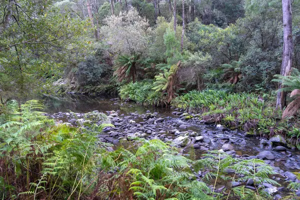 Cumberland Nehri, Avustralya 'daki Büyük Okyanus Yolu boyunca uzanan Kalimna Şelaleleri' nin yemyeşil sularından akar. Yükselen eğrelti otları, yosun kaplı kayalar ve sık orman sakin ve el değmemiş bir doğal ortam yaratır.