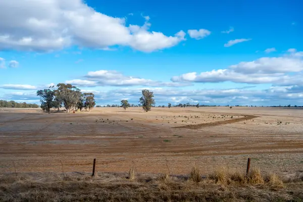 Avustralya 'nın Jervis Burnu yakınlarındaki açık mavi gökyüzünün altında dağınık okaliptüs ağaçlarıyla geniş kuru alanlar barışçıl kırsal bir manzara sergiliyor.