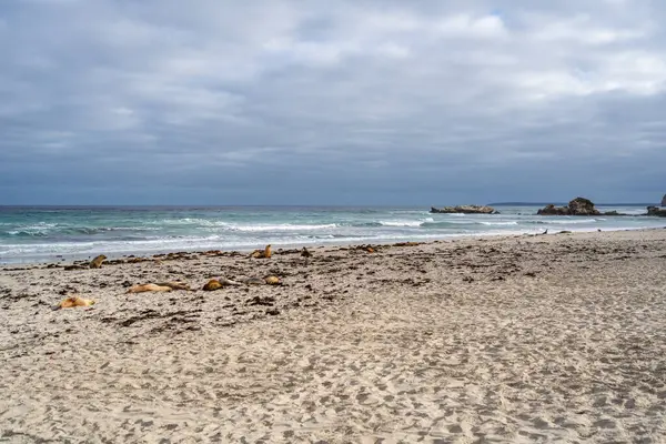 Avustralya, Kanguru Adası 'ndaki Seal Bay Koruma Parkı' nın kumlu sahilinde birkaç fok balığı bulunur.