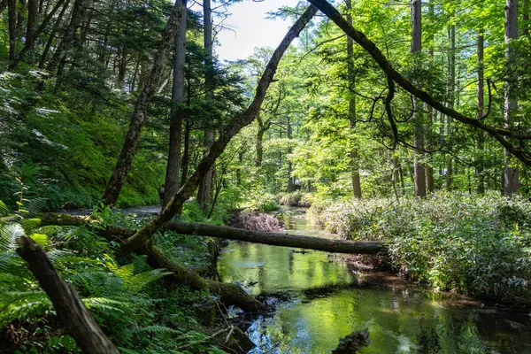 Japonya 'daki Kamikochi yürüyüş yolu boyunca yemyeşil orman ve uzak dağlarla çevrili berrak yansıtıcı sularla huzurlu Gokusama sulak alanları.