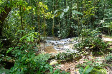 Berrak su, Tentena, Sulawesi, Endonezya yakınlarındaki yağmur ormanlarındaki yemyeşil tropikal bitki örtüsüyle çevrili kayaların üzerinden akar ve barışçıl bir atmosfer yaratır.