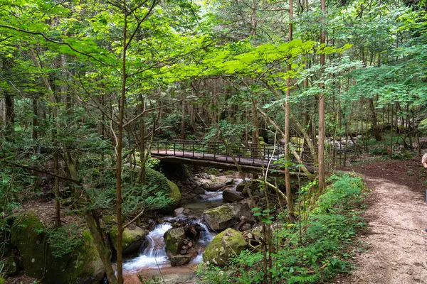 Japonya 'da Nakasendo yürüyüş yolu boyunca Japonya' da Magome ve Tsumago arasında kayalık bir nehirden geçen tahta bir köprü var.