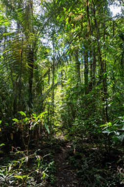 Ekvador Amazon 'unun Cuyabeno rezervinde yoğun bir palmiye örtüsü ve zengin yapraklar, canlı biyolojik çeşitliliği gözler önüne seriyor.