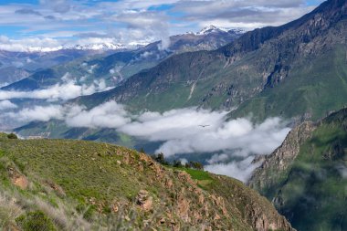 Colca Kanyonu 'nun çarpıcı bir manzarası, bir akbaba ve açık mavi gökyüzü.