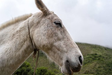 Beyaz bir at, Peru 'daki Humantay Gölü yolunda kırsal ahşap bir çitin yanında duruyor. Bereketli yeşil tepeler ve sisli dağlar Andean manzarası yaratır.
