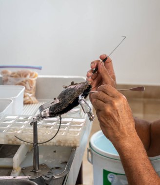 Bir işçi, dünyaca ünlü Tahiti siyah incileriyle tanınan Fransız Polinezyası 'nın Tahaa Adası' ndaki bir istiridyeden dikkatlice siyah bir inci çıkarır.