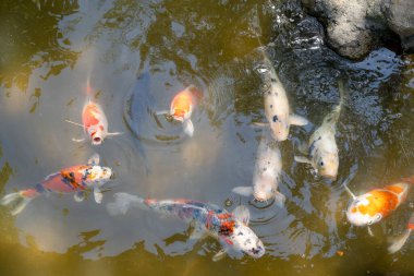 Parlak renkli koi balıkları Japonya 'nın Hiroşima şehrinin merkezinde yer alan geleneksel bir Japon bahçesi olan Shukkei-en gölünde huzur içinde yüzerler.