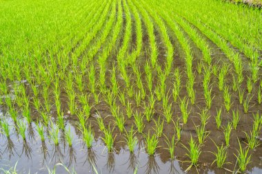 Japonya 'da Magome ve Tsumago arasındaki Nakasendo patikası boyunca sel basmış bir çeltik tarlalarında yetişen genç pirinç bitkileri görülüyor.
