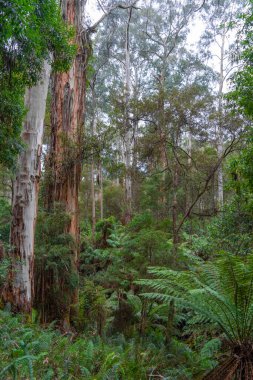 Avustralya 'daki Büyük Okyanus Yolu' ndaki Cumberland Nehri 'nden Kalimna Şelaleleri' ne kadar olan yürüyüş yolu eğrelti otları ve sık ormanlarla çevrilidir. Yükselen ağaç eğreltiotları yağmur ormanlarında sakin ve sürükleyici bir doğal deneyim yaratırlar.