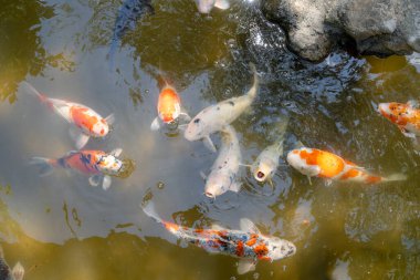 Parlak renkli koi balıkları Japonya 'nın Hiroşima şehrinin merkezinde yer alan geleneksel bir Japon bahçesi olan Shukkei-en gölünde huzur içinde yüzerler.