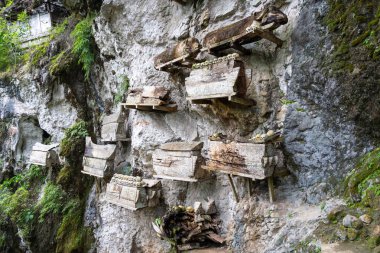 Antik ahşap mezarlar ve insan kafatasları Toraja halkının kutsal mağarası olan Sulawesi, Endonezya 'da duruyor.