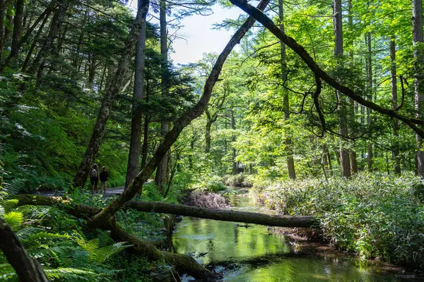 Japonya 'daki Kamikochi yürüyüş yolu boyunca yemyeşil orman ve uzak dağlarla çevrili berrak yansıtıcı sularla huzurlu Gokusama sulak alanları.