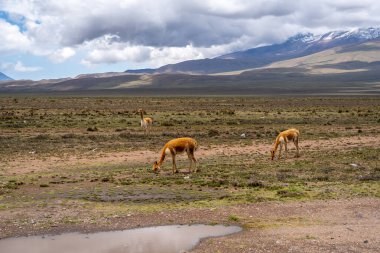 Bir grup vicuna, çarpıcı bir vadi olan Peru 'da çarpıcı dağlarla çevrili engin ovalarda huzur içinde otluyor.