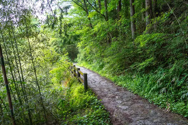 Japonya Kiso Vadisi 'nde, Magome ve Tsumago arasındaki Nakasendo yürüyüş yolu boyunca uzanan verimli bir orman yolu.