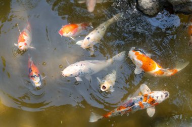 Parlak renkli koi balıkları Japonya 'nın Hiroşima şehrinin merkezinde yer alan geleneksel bir Japon bahçesi olan Shukkei-en gölünde huzur içinde yüzerler.