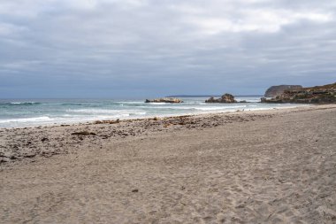 Avustralya, Kanguru Adası 'ndaki Seal Bay Koruma Parkı' nın kumlu sahilinde birkaç fok balığı bulunur.