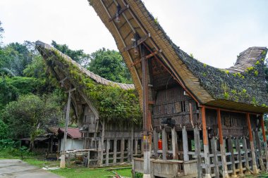 Bufalo boynuzlarıyla süslenmiş Tongkonan evleri Sulawesi, Endonezya 'daki Toraja halkının atalarının geleneklerini ve kültürel zenginliklerini temsil ediyor.