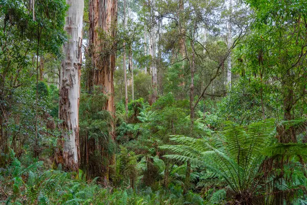 Avustralya 'daki Büyük Okyanus Yolu' ndaki Cumberland Nehri 'nden Kalimna Şelaleleri' ne kadar olan yürüyüş yolu eğrelti otları ve sık ormanlarla çevrilidir. Yükselen ağaç eğreltiotları yağmur ormanlarında sakin ve sürükleyici bir doğal deneyim yaratırlar.