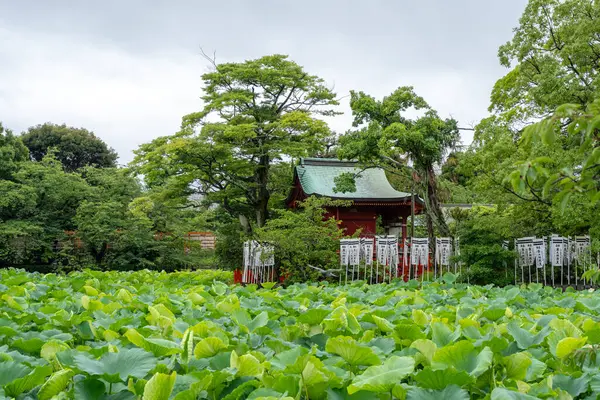 Yeşillik ve Kamakura 'daki geleneksel tapınak mimarisi ile çevrili Tsurugaoka Hachiman-gu Tapınağı' ndaki Genji Gölü 'nü bereketli nilüfer yaprakları dolduruyor.