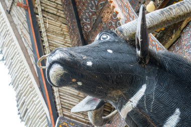 Ayrıntılı oyulmuş bir bufalo kafası, Endonezya 'nın Sulawesi kentindeki prestij ve kültürel kimliği simgeleyen geleneksel bir Toraja evinin cephesini süslüyor.