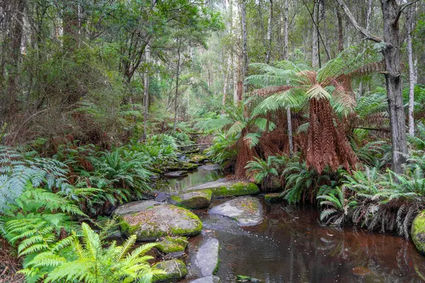 Cumberland Nehri, Avustralya 'daki Büyük Okyanus Yolu boyunca uzanan Kalimna Şelaleleri' nin yemyeşil sularından akar. Yükselen eğrelti otları, yosun kaplı kayalar ve sık orman sakin ve el değmemiş bir doğal ortam yaratır.
