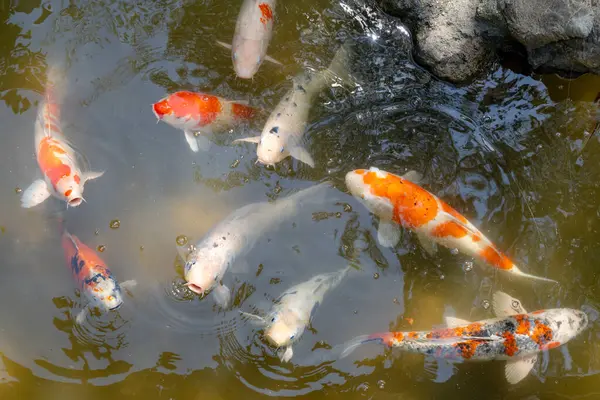 Parlak renkli koi balıkları Japonya 'nın Hiroşima şehrinin merkezinde yer alan geleneksel bir Japon bahçesi olan Shukkei-en gölünde huzur içinde yüzerler.