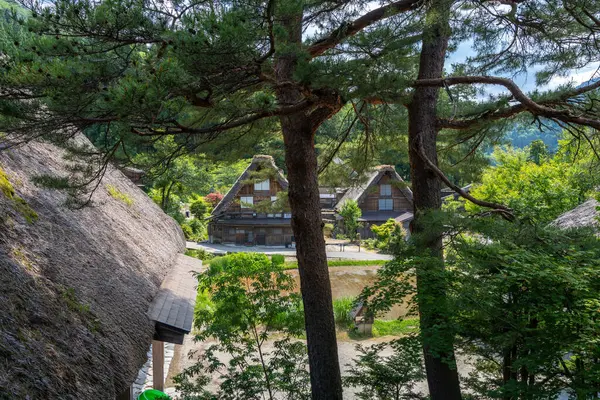 Yeşil tepelerle çevrili Shirakawa-go 'daki sazdan çatı Japonya' nın kırsal çekiciliğini ve doğayla uyumlu ilişkisini yansıtıyor.