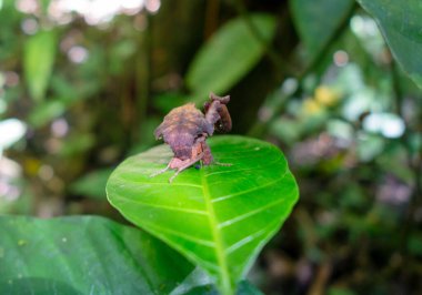 Cuyabeno Reserve, Ekvador 'daki yeşilliklere karışarak doğal kamuflajını sergileyen peygamber devesini taklit eden bir yaprak.