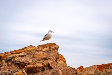 Avustralya 'nın Kanguru Adası' ndaki Stokes Körfezi Sahili 'nde engebeli bir kumtaşı kayasına tünemiş bir martı. Kuş, pürüzsüz gökyüzüne karşı zıtlaşır ve kıyı sahnesine derinlik katar.