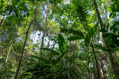 Uzun palmiye ağaçları ve yoğun bitki örtüsü Tentena, Sulawesi, Endonezya yakınlarındaki tropikal yağmur ormanlarında parlak gökyüzünün altında canlı bir tepe örtüsü oluşturur.