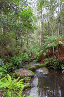 Cumberland Nehri, Avustralya 'daki Büyük Okyanus Yolu boyunca uzanan Kalimna Şelaleleri' nin yemyeşil sularından akar. Yükselen eğrelti otları, yosun kaplı kayalar ve sık orman sakin ve el değmemiş bir doğal ortam yaratır.