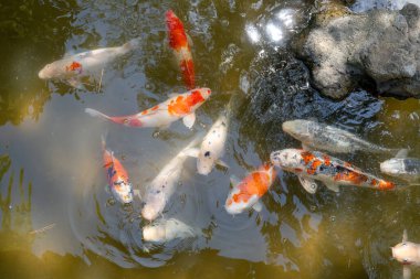 Parlak renkli koi balıkları Japonya 'nın Hiroşima şehrinin merkezinde yer alan geleneksel bir Japon bahçesi olan Shukkei-en gölünde huzur içinde yüzerler.