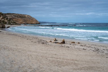 Avustralya, Kanguru Adası 'ndaki Seal Bay Koruma Parkı' nın kumlu sahilinde birkaç fok balığı bulunur.