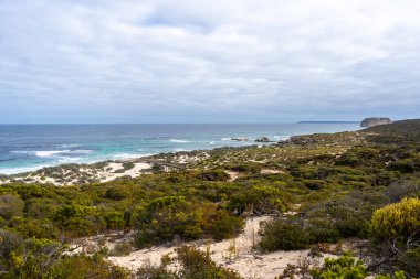 Avustralya, Kanguru Adası 'ndaki Seal Bay Koruma Parkı' nın kumlu sahilinde birkaç fok balığı bulunur.