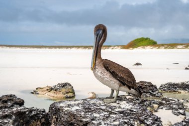 Kahverengi bir pelikan, el değmemiş Tortuga Körfezi sahilindeki kayaların üzerinde sakince uzanır. Galapagos Adaları, Ekvador 'un eşsiz vahşi yaşamını gözler önüne serer.