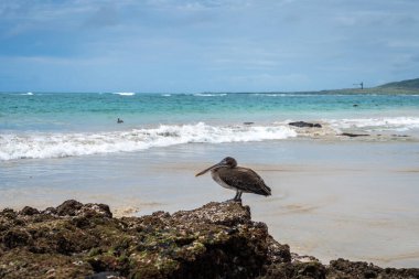 Puerto Villamil Sahili, Isabela Adası 'ndaki volkanik kayaların üzerinde kahverengi bir pelikan plajı ve okyanusu muhteşem bir şekilde gösteriyor. Galapagos, Ekvador