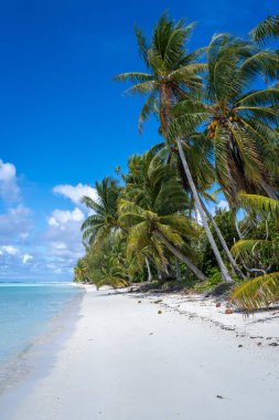 Maupiti 'de el değmemiş beyaz bir kumsal, Fransız Polinezyası, yemyeşil hindistan cevizi ağaçlarıyla kaplı ve turkuaz bir göle bakan, huzurlu ve tropikal bir cennet yaratıyor.