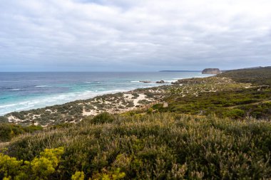 Avustralya, Kanguru Adası 'ndaki Seal Bay Koruma Parkı' nın kumlu sahilinde birkaç fok balığı bulunur.