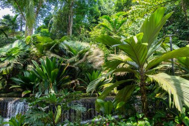 Yoğun bitki örtüsü ve Singapur Botanik Bahçeleri 'nde küçük şelaleleri olan verimli tropikal yağmur ormanları, parlak gün ışığı ve mavi gökyüzü altında.