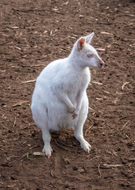 Beyaz kürklü ve pembe gözlü nadir bir albino valbi kuru zeminde duruyor. Küçük patileri ve güçlü bacakları Avustralya 'daki Kanguru Adası' nda hareket için uyarlanmıştır.
