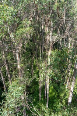 Avustralya 'daki Great Otway Ulusal Parkı' nda okaliptüs ormanı. Ağaç tepesi yürüyüşü eşsiz bir hava perspektifi sunuyor.