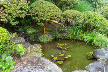 Huzurlu bir bambu çeşmesi, Hokoku-ji Tapınağı 'nın geleneksel bahçesinde yemyeşil bir havuza damlar.